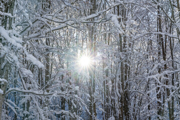 A beautiful winter moment where bright sunlight shines through snow-covered trees