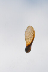 Gros plan sur une graine d'&eacute;rable samaire sur une vitre transparente avec un fond bleu ciel flou
