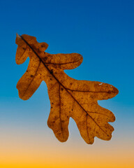 Gros plan sur une feuille de ch&ecirc;ne d'automne marron pos&eacute;e sur une vitre transparente avec un fond bleu flou
