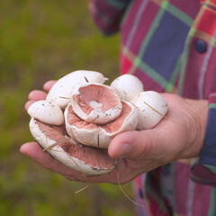 Wild white champignons in the hands of a woman in plaid shirt
