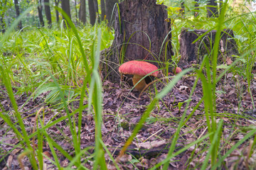 Inedible orange mushrooms growing near an old tree stump