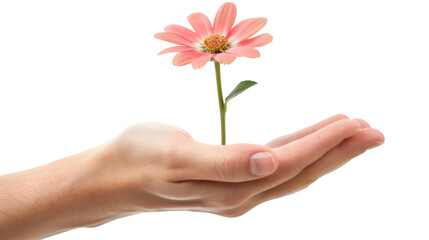 Hand delicately holding a single flower isolated on a white background