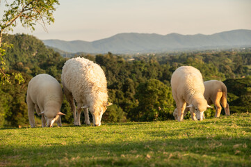Obraz premium Fat chubby Sheeps eating grass in rural area of Chiang Rai province of Thailand. Sheep is a farm animal with thick wool that eats grass and is kept for its wool, skin, and meat.