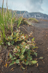 Green vegetation and wildflowers growing on black volcanic sand in Mount Bromo National Park, East Java, Indonesia