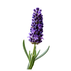 Obraz premium Single Purple Lavender Flower with Green Stems and Leaves Isolated on White Background
