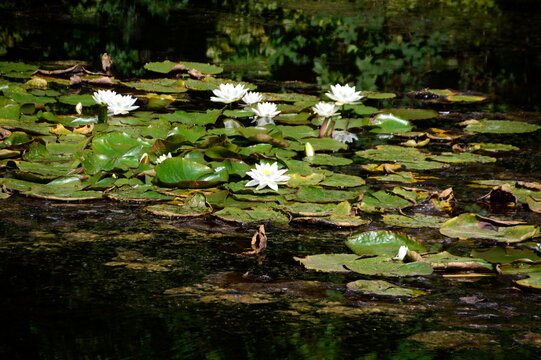 Bloom Water Lilies in the Town Dannenberg, Lower Saxony