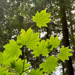 Close-up view of fresh green maple leaves illuminated by sunlight in a forest setting. 