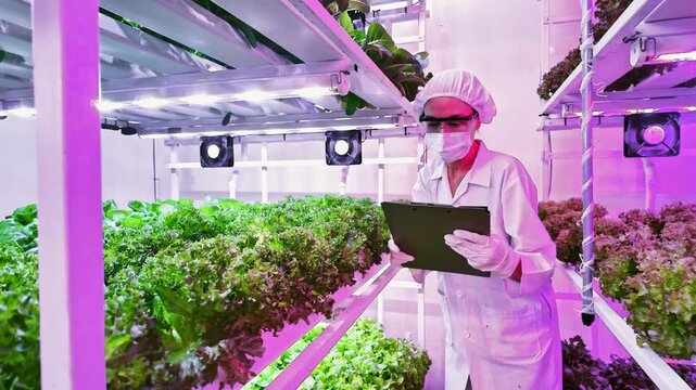 Scientist inspects leafy greens in a vertical hydroponic farm under LED grow lights. Modern agriculture innovation ensures clean, sustainable food production in urban environments using smart tech.