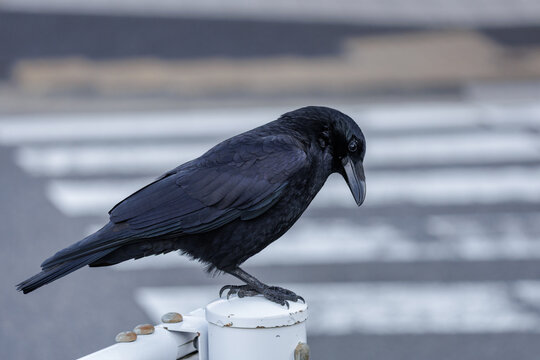 Iridescent sheen shows varied subtle colors in feathers of black crow perched on white railing post set against bokeh street crossing background.