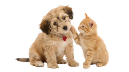 Happy valentine's day adorable puppy and playful kitten sharing a sweet moment together solid white background and no background
