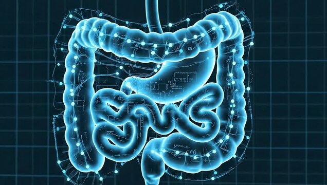 Human Digestive System Anatomy Illustration with Grid Background.