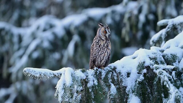 Long eared owl ( Asio otus ) close up