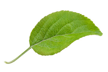 Apple leaf isolated on a white background, design element, authentic photograph, not AI-generated.