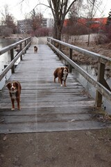 Australian Shepherd Dogs on Frosty Wooden Bridge