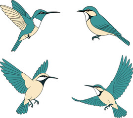 Fototapeta premium Flying bird illustration set, colorful vector songbirds in different poses, detailed wildlife nature elements isolated on white background