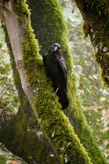 Obraz premium Raven is standing on a tree branch 