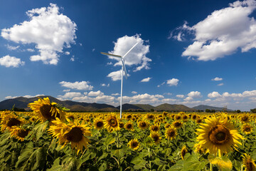 The scenery of a wind farm in sunflower fields in full bloom.