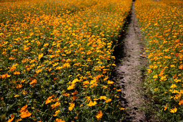 A dirt trail through cosmos flower fields in full bloom.