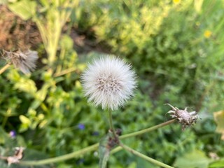 A macro shot of a fluffy white dandelion seed head and blowball seeds blowing in the wind over a green spring meadow field
