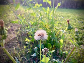 A vibrant field of yellow dandelions and spring flowers blossoms across a green meadow under a clear summer sky as white seeds catch the wind in this beautiful nature scene