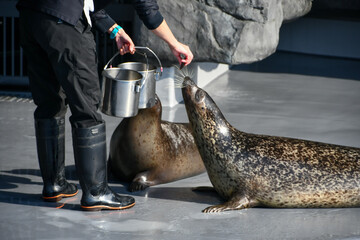 ゴマフアザラシの餌やり　Feeding a spotted seal	