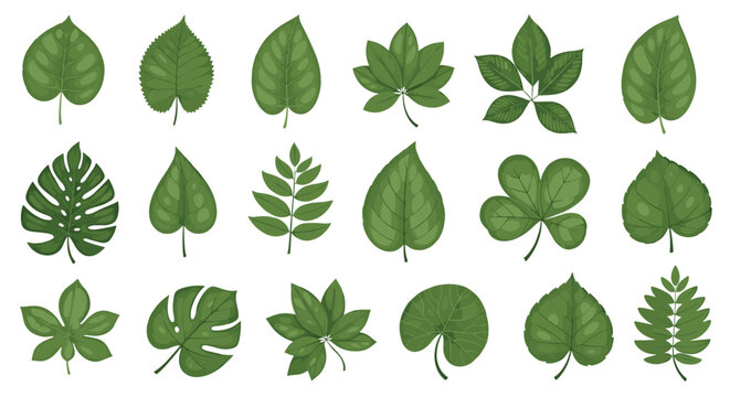 Collection of various green tree and plant leaves with different shapes isolated on white background for nature design projects.