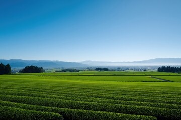青空広がる茶畑