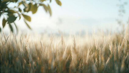 Tall grass field meadow dry grass sunlight soft focus warm light nature outdoor blur morning