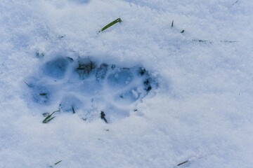 wolf tracks in the snow. Canis lupus. 