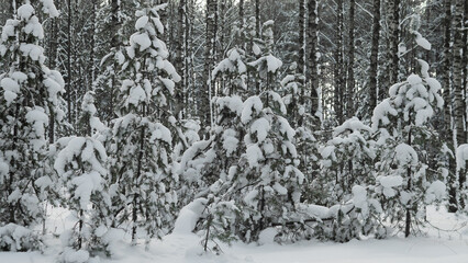 Snowy Forest Scene, Silent Grove Blanketed In Heavy Snow, Frozen Forest Edge With Weighed Down Evergreen Shrubs, Calm Winter Landscape With Thick Snow Settling On Small Trees And Bushes