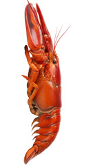 Cooked Red Lobster on White Background