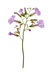 Purple Trumpet Flowers on White Background