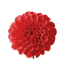 Red Dahlia Flower Isolated on White