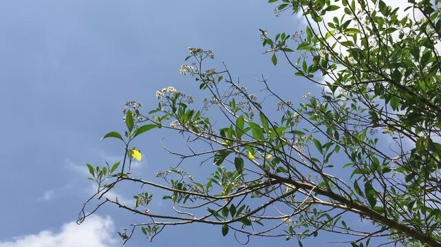 The kendal plant, Spanish elm, Ecuadorian laurel, cypre, or salmwood or Cordia alliodora which is known as a shade plant and also a natural medicine with white flowers that bloom in the garden