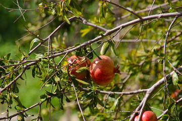 Pomegranate close up photographed in the green valley in Kercem, Malta 