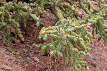 Cacti in the semi-desert of Baja California Sur, Mexico