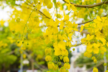 Fototapeta premium Golden shower blossoms (Cassia fistula) hanging in the foreground in Vietnam, bright yellow petals with soft city bokeh behind—fresh tropical spring detail with natural depth.