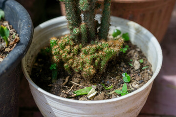 Potted green cactus plant with many small offshoots