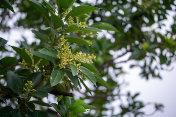 Yellowish green avocado tree flowers blooming on branch