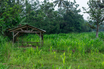 Wooden shelter hut in green corn maize agricultural field