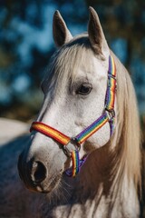 White Horse with Rainbow Halter