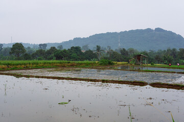 Wet rice paddy field landscape with mountain background in rural village