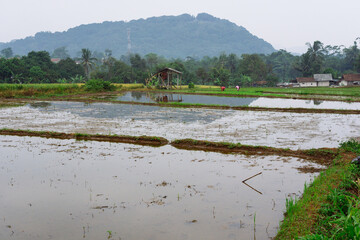 Scenic view of wet rice paddy field with water reflection and mountain