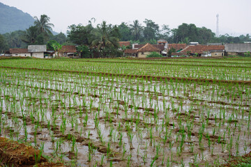 Young green rice seedlings growing in wet paddy field near village houses