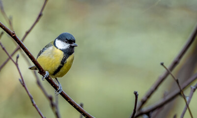 Fototapeta premium A great tit perched on branch in the wild