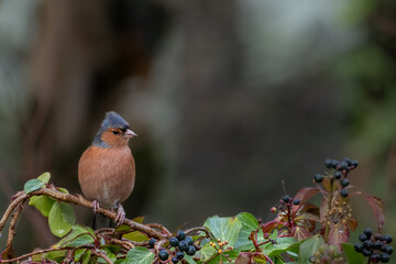 Eurasian chaffinch perched on a branch