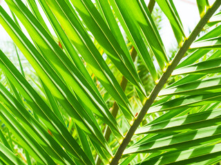 Palm leaf background summer mockup abstract dark green nature gradient forest spring season, fresh growth tree, card for forest envionronment ecosystem zero carbon change, summer template.