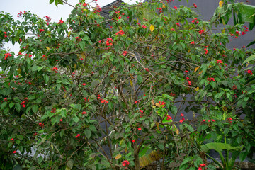 Bush of red Jatropha integerrima flowers growing in garden