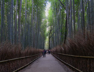 Bamboo grove forest and stunning surrounding scenery