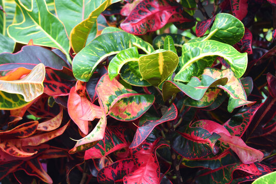 colorful croton plant leaf motif